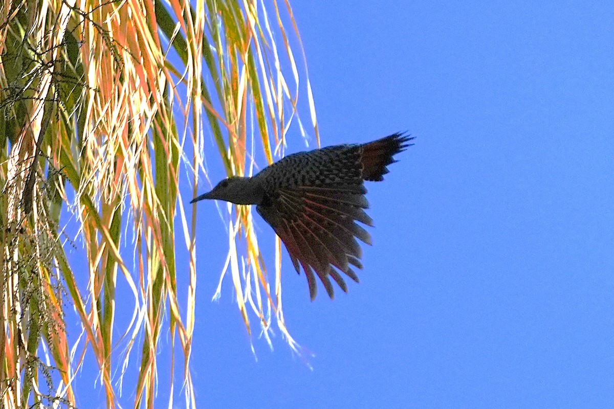 Northern Flicker - ML646383336
