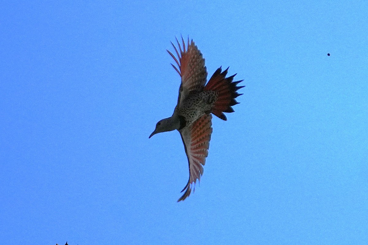 Northern Flicker - ML646383337