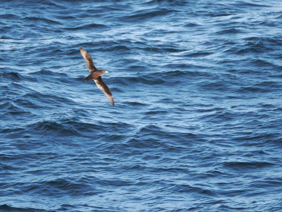 White-chinned Petrel - ML646383339