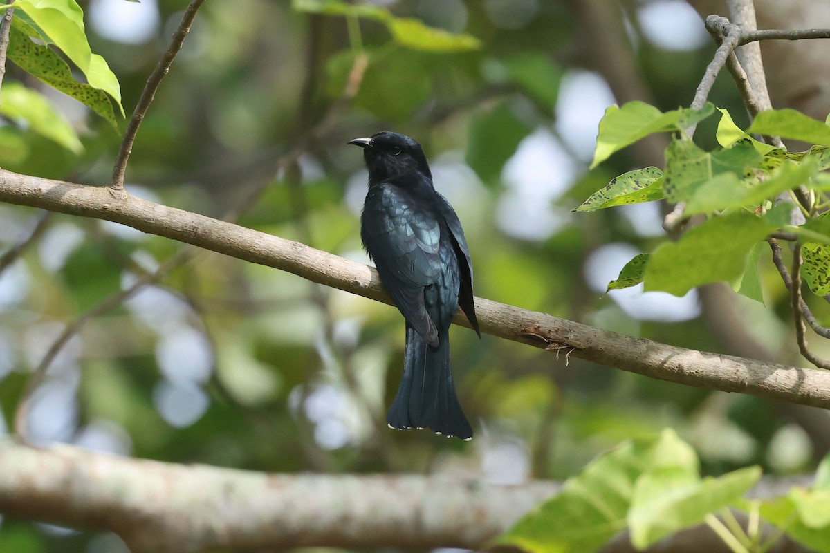 方尾烏鵑 - ML646383340