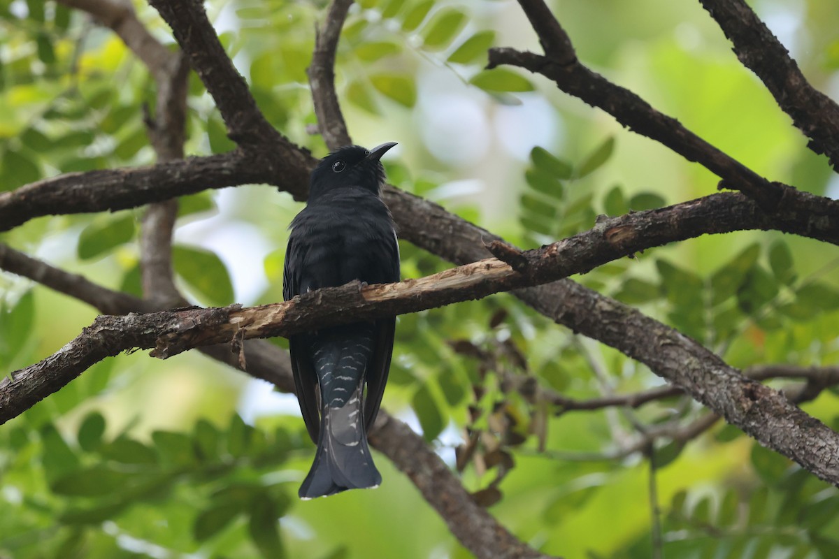 方尾烏鵑 - ML646383341