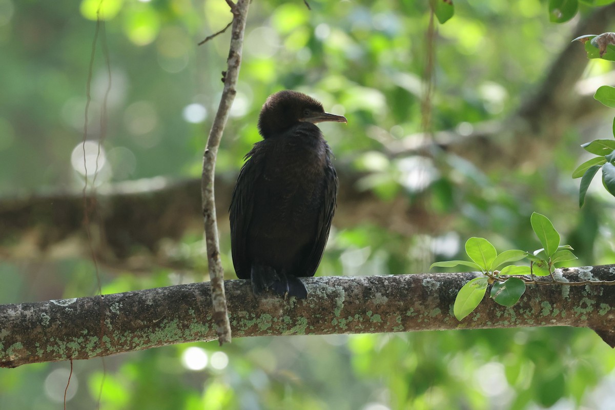 Little Cormorant - ML646383343