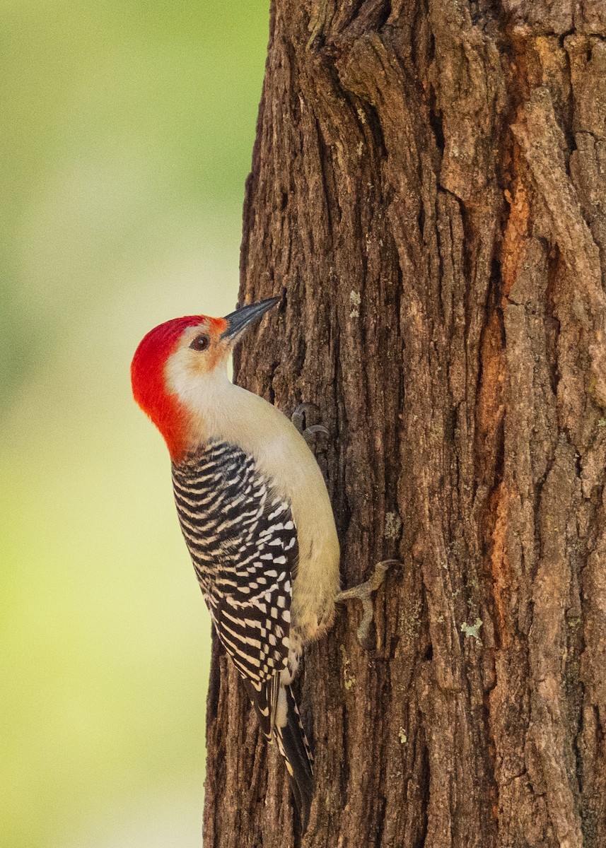 Red-bellied Woodpecker - ML646383346