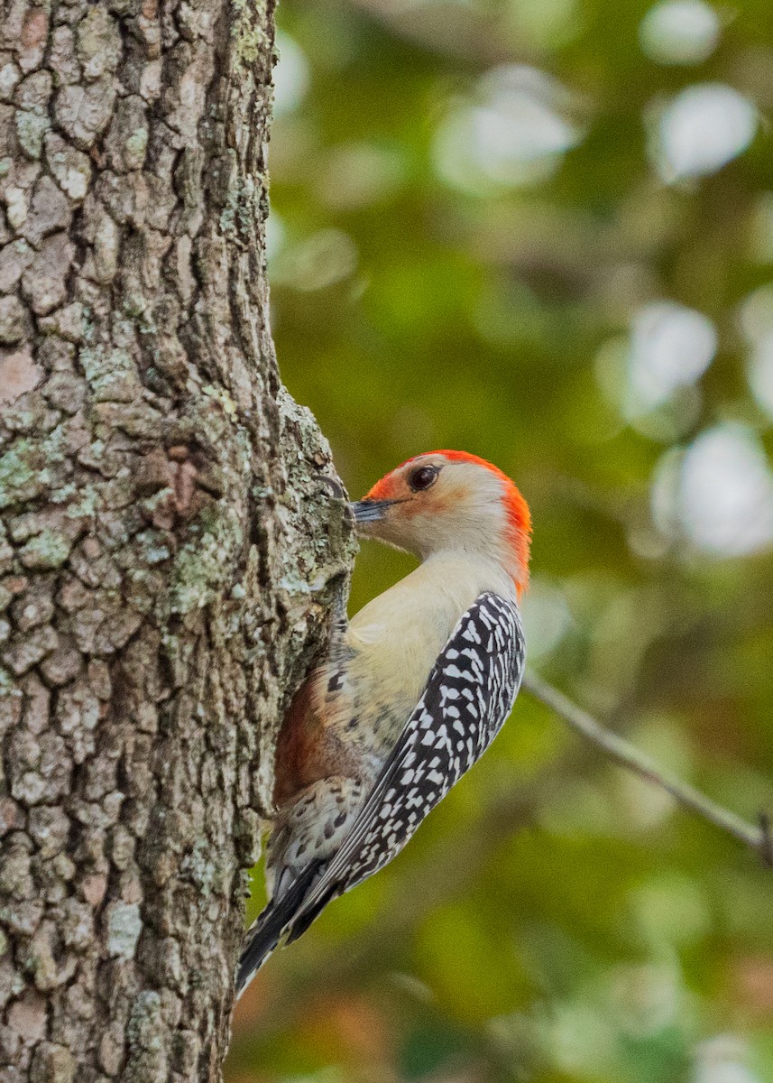 Red-bellied Woodpecker - ML646383347