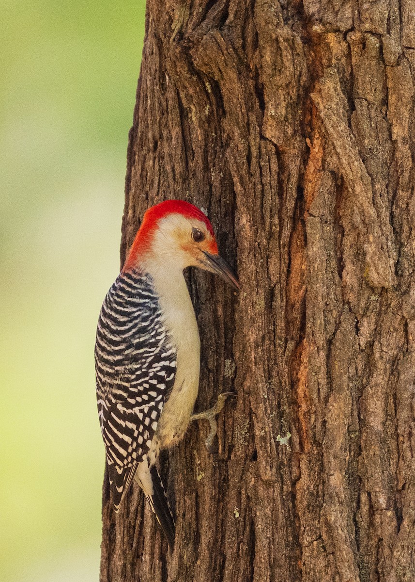 Red-bellied Woodpecker - ML646383348