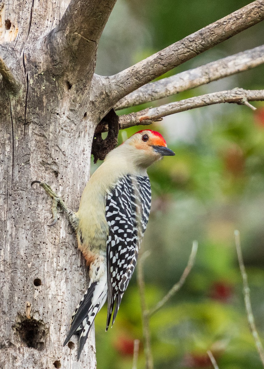 Red-bellied Woodpecker - ML646383349