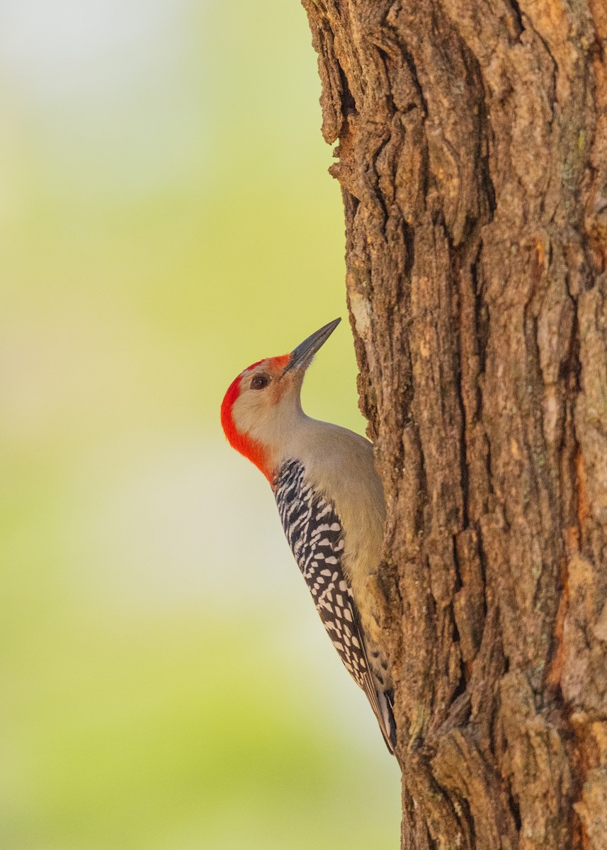 Red-bellied Woodpecker - ML646383350