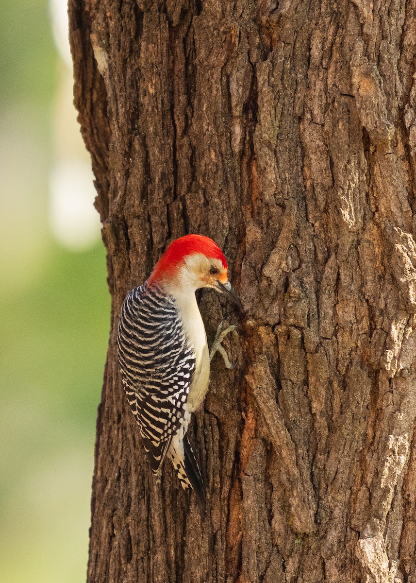Red-bellied Woodpecker - ML646383351
