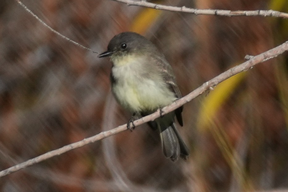 Ak Karınlı Fibi - ML646383352