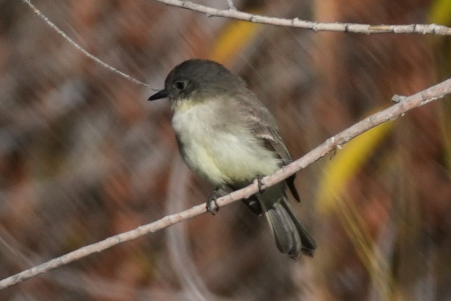 Ak Karınlı Fibi - ML646383353