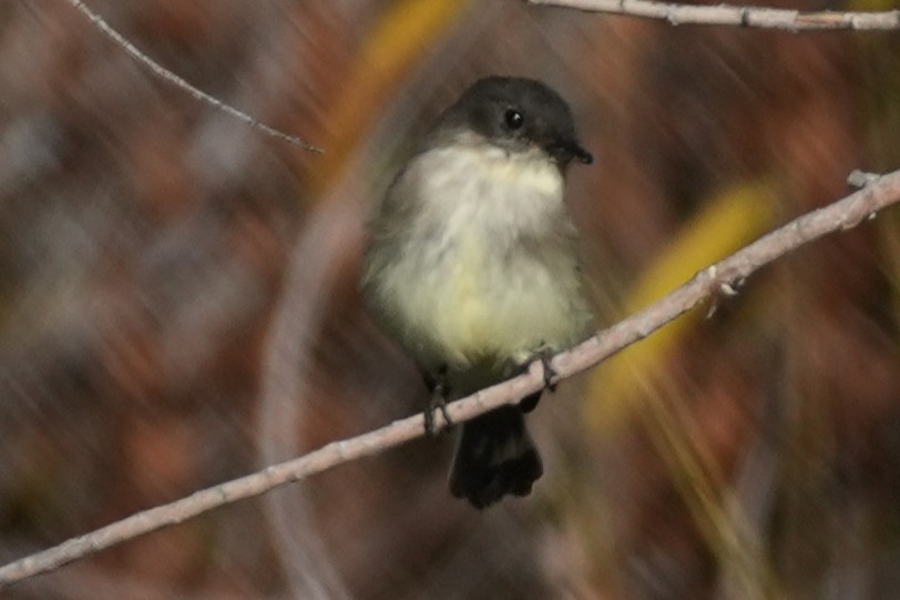 Ak Karınlı Fibi - ML646383354