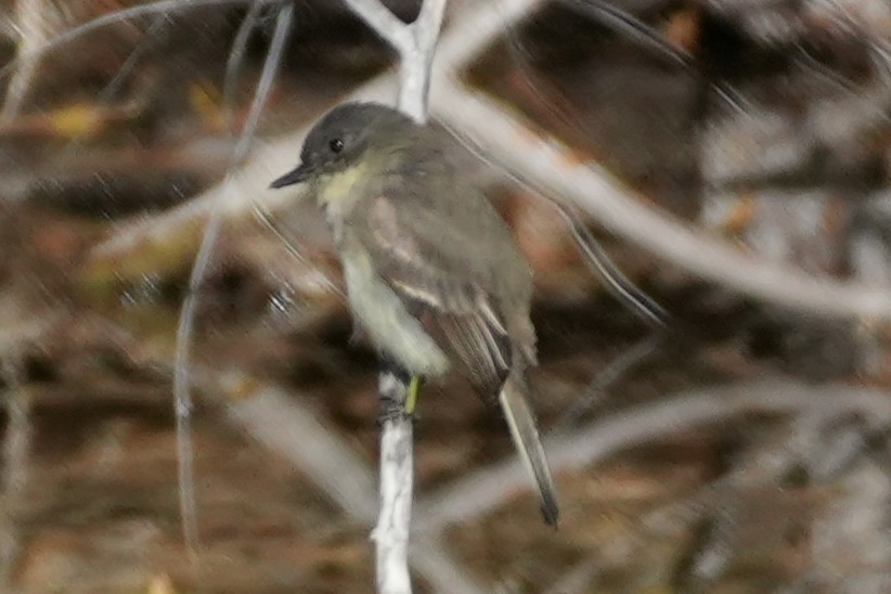 Ak Karınlı Fibi - ML646383355