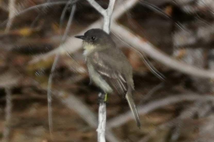 Ak Karınlı Fibi - ML646383356