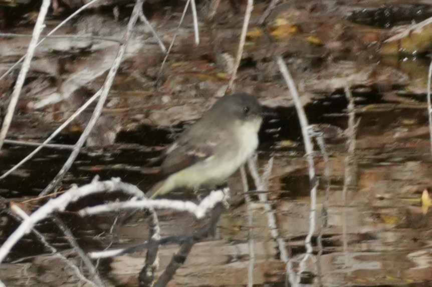 Ak Karınlı Fibi - ML646383357