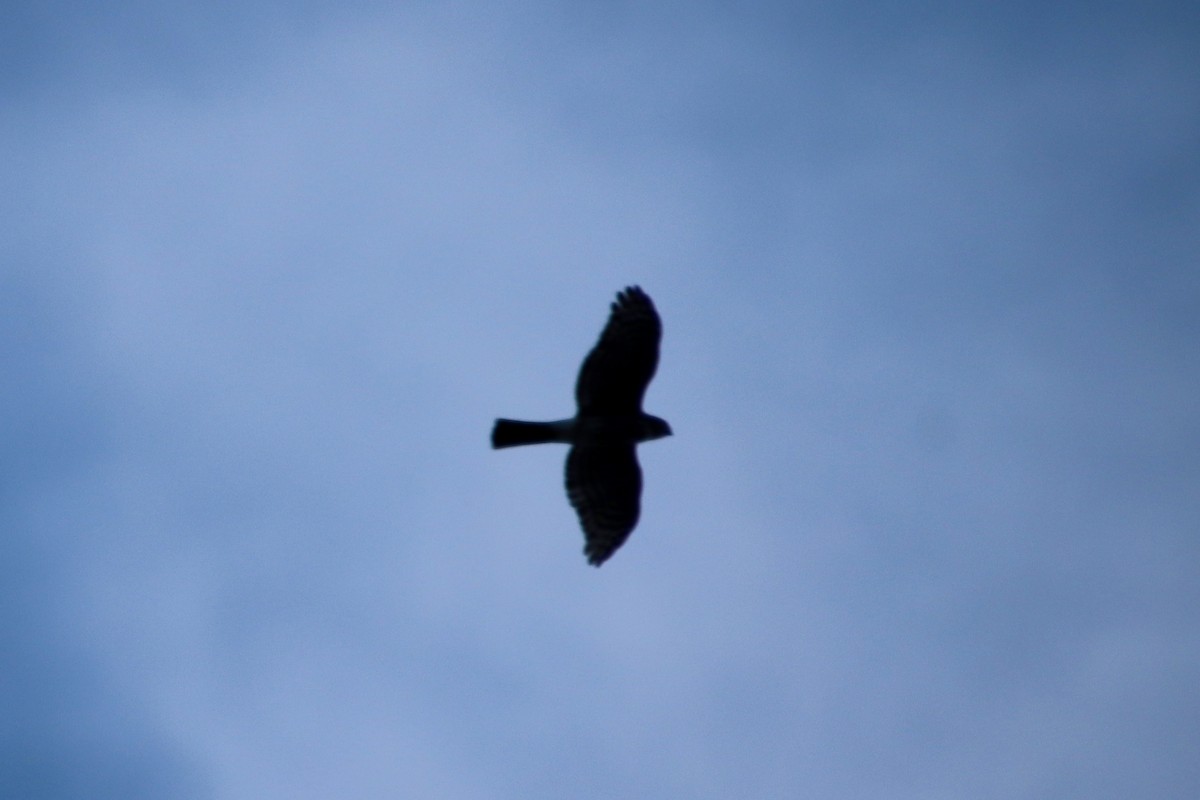 Sharp-shinned Hawk - ML646383358