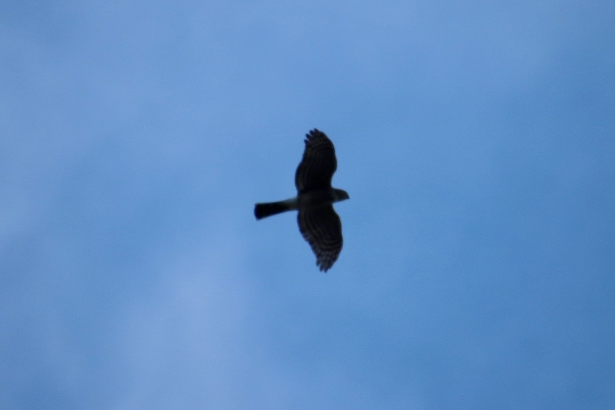 Sharp-shinned Hawk - ML646383359