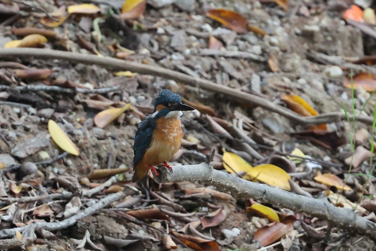 翠鳥 - ML646383361