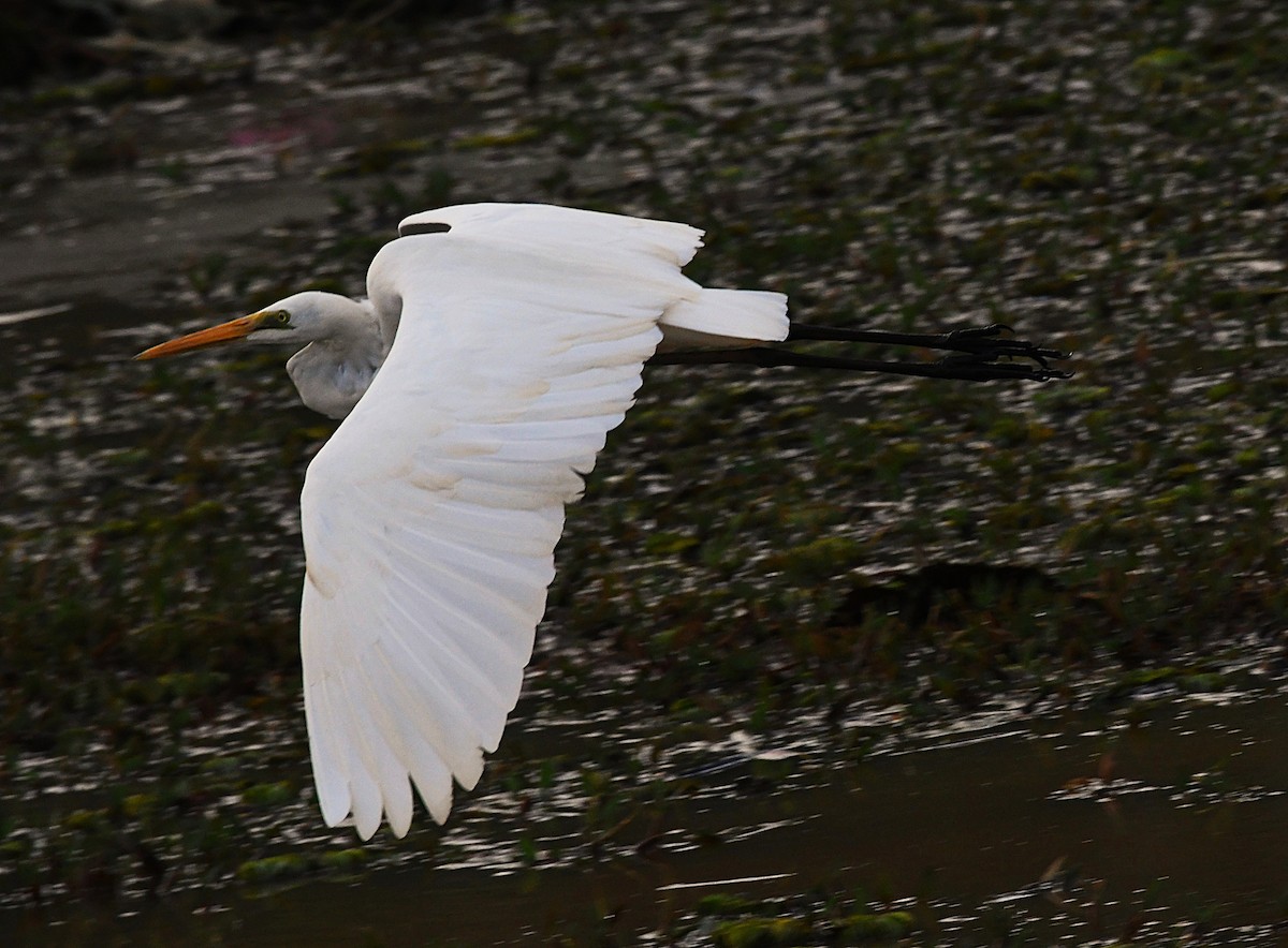 ダイサギ - ML646383363