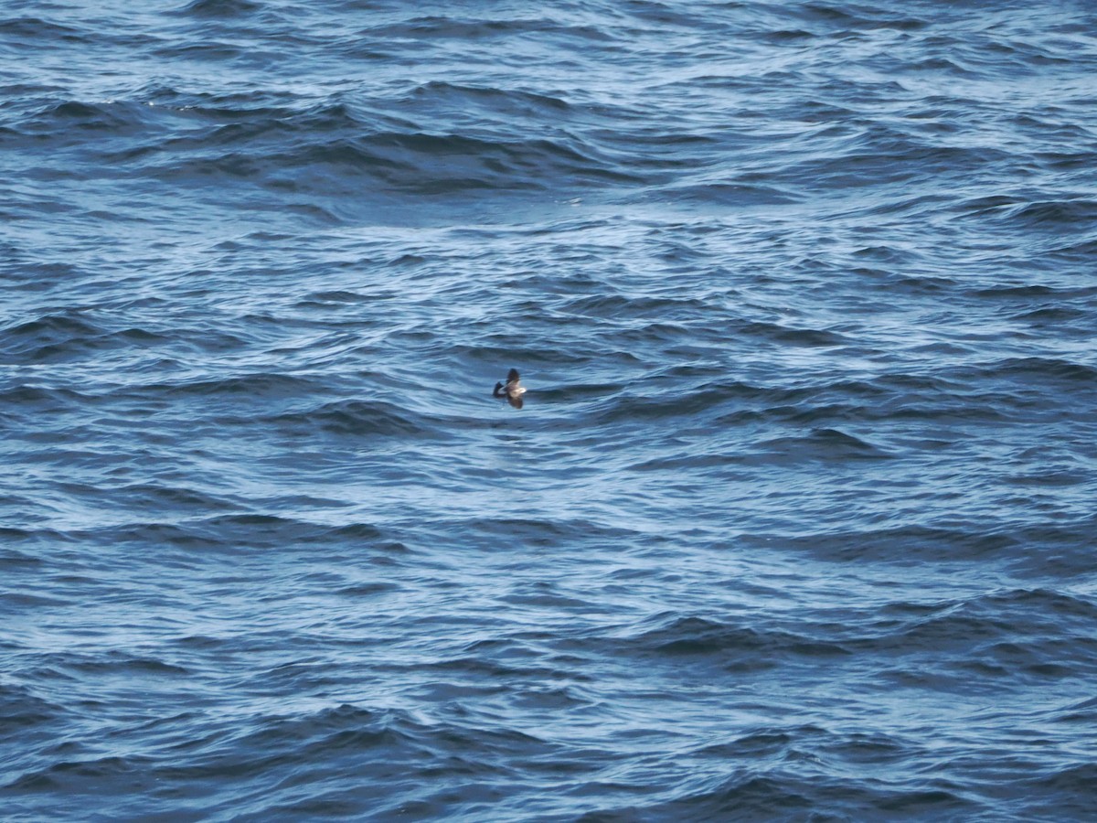 White-faced Storm-Petrel - ML646383364