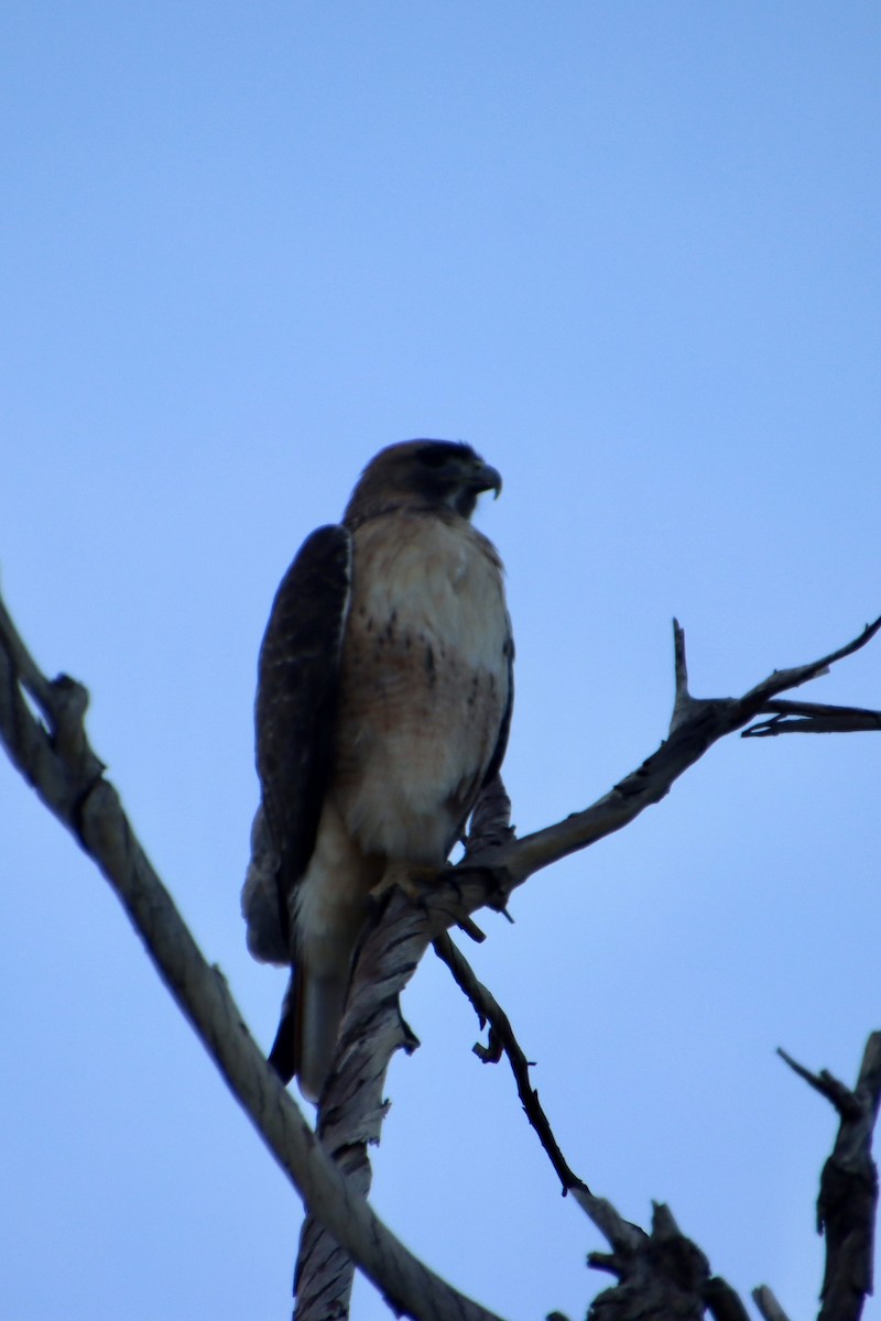 Red-tailed Hawk - ML646383366