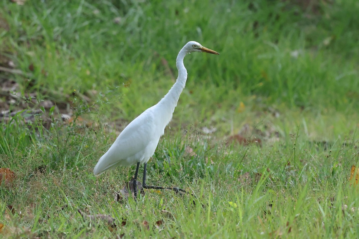 大白鷺/中白鷺 - ML646383367