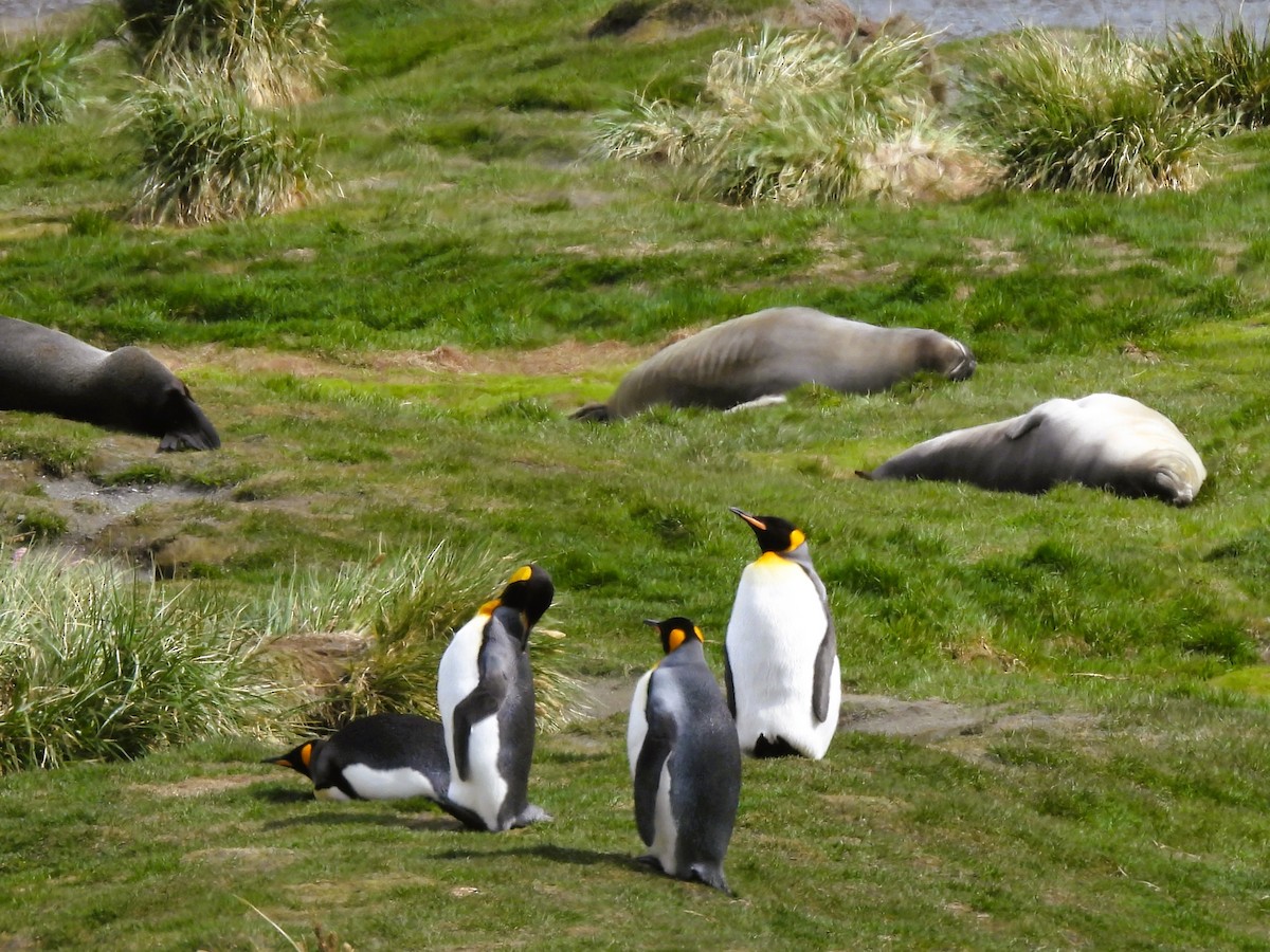 Pingüino Rey - ML646383368