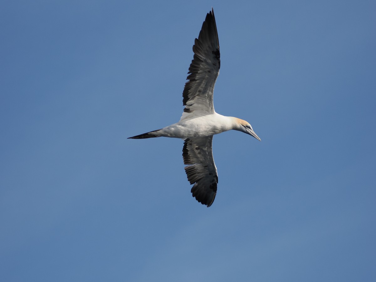 Avustralya Sümsüğü - ML646383369