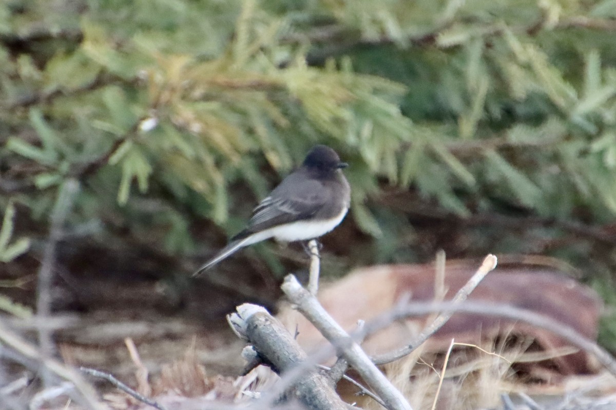 Black Phoebe - ML646383372