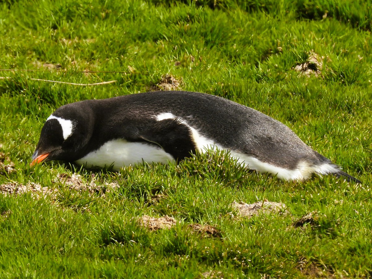 Pingüino Juanito - ML646383373