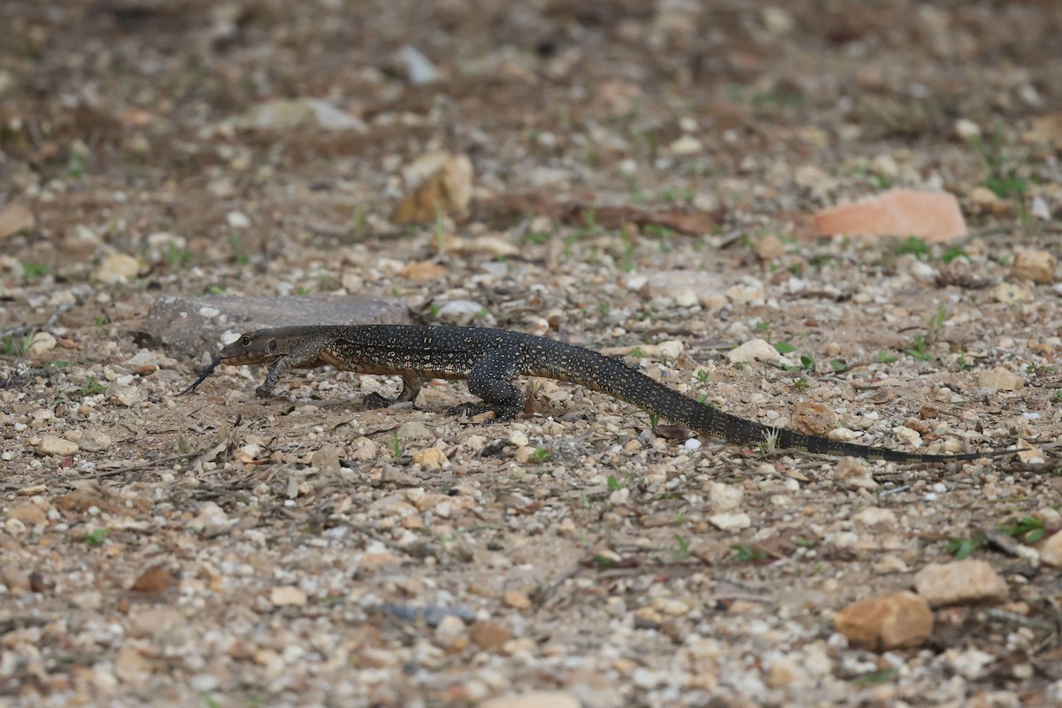 動物界 - ML646383374