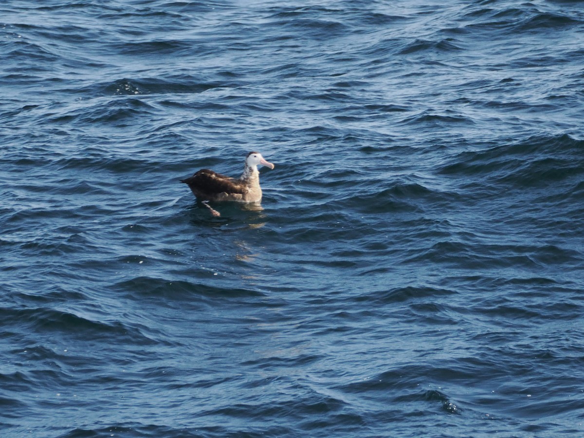 Antipodean Albatross (Gibson's) - ML646383375