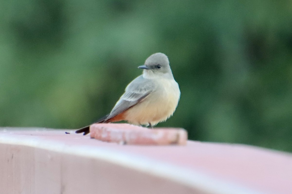 Say's Phoebe - ML646383376
