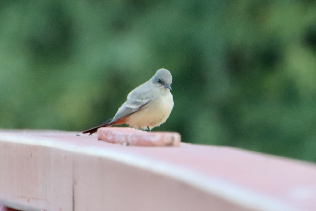 Say's Phoebe - ML646383377