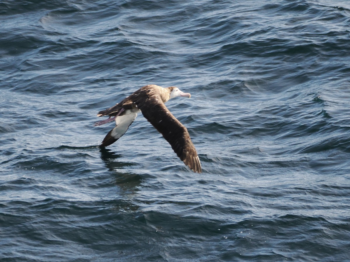 Antipodean Albatross (Gibson's) - ML646383378