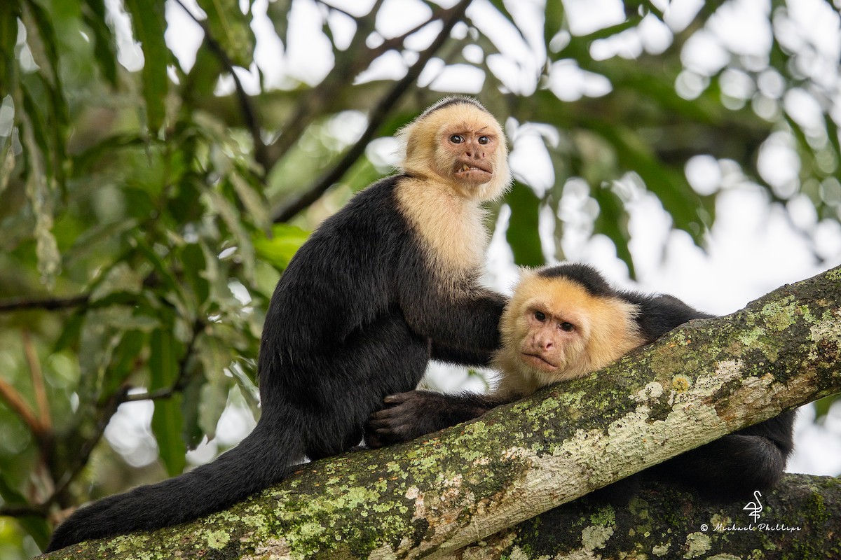 בעלי חיים - ML646383379