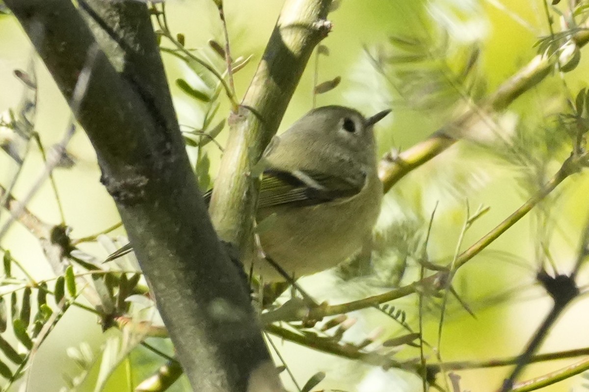 Ruby-crowned Kinglet - ML646383388