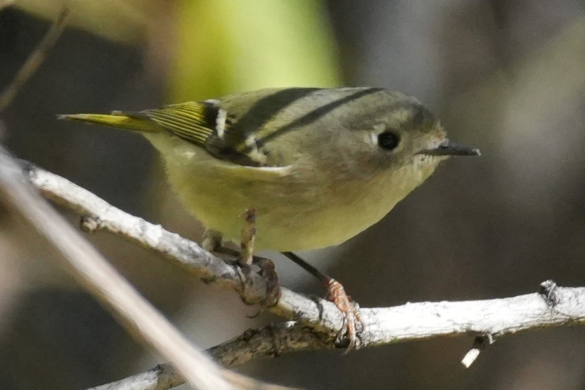 Ruby-crowned Kinglet - ML646383389