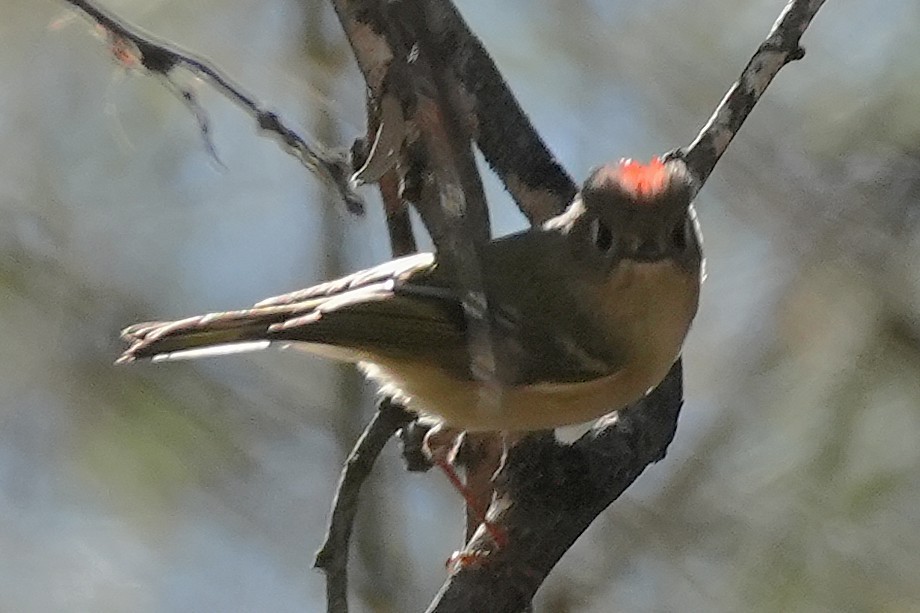 Ruby-crowned Kinglet - ML646383390
