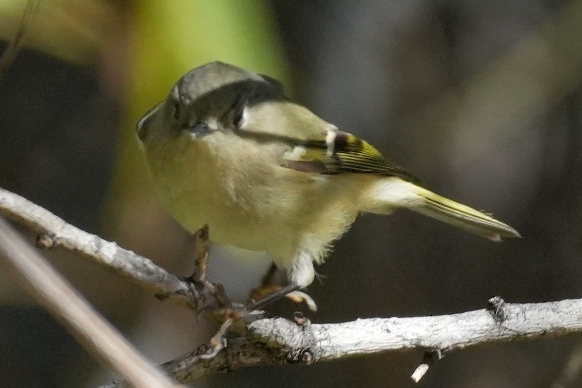 Ruby-crowned Kinglet - ML646383391
