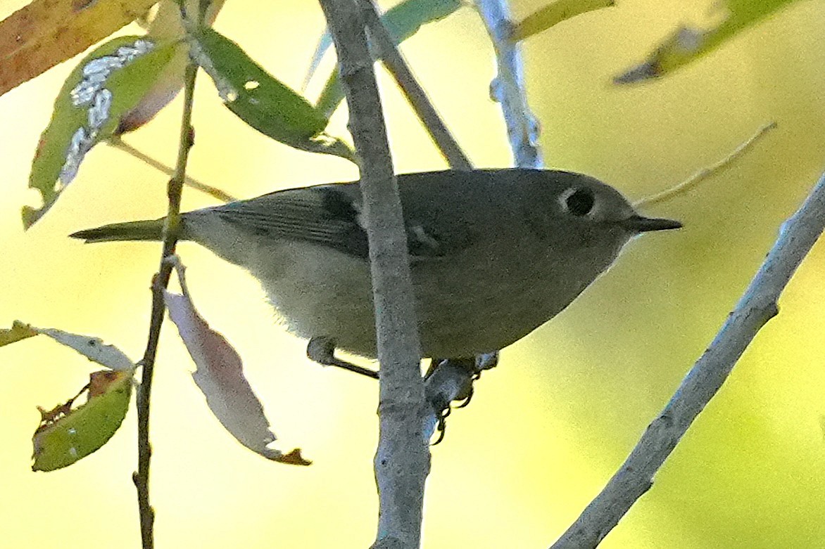 Ruby-crowned Kinglet - ML646383392