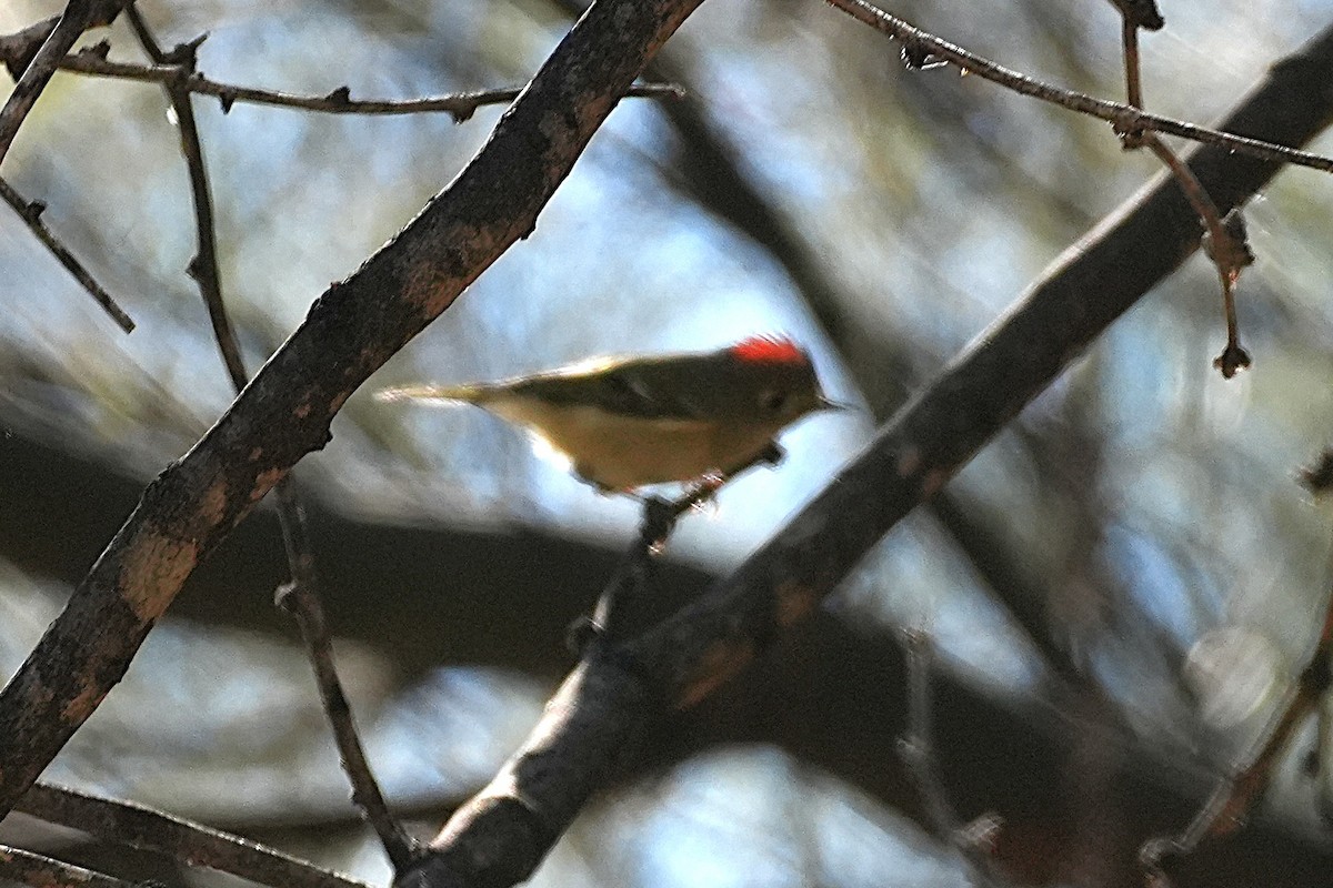 Ruby-crowned Kinglet - ML646383393