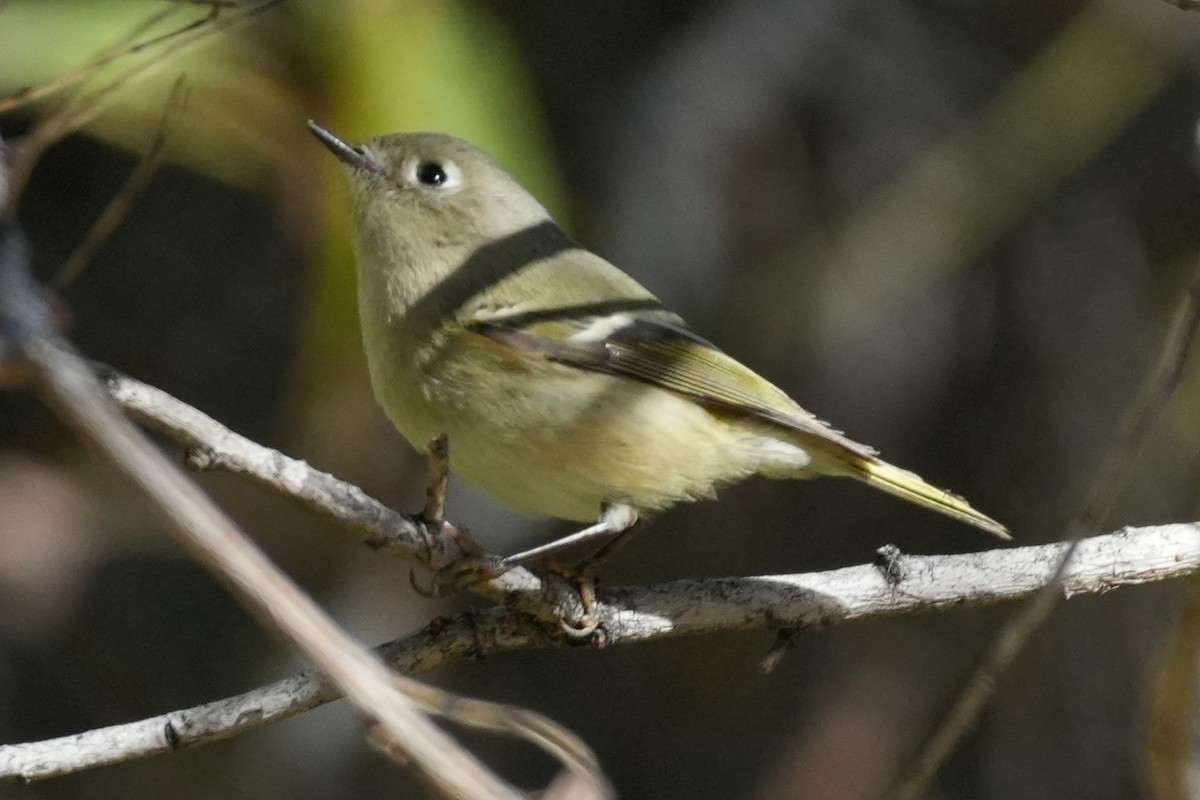 Ruby-crowned Kinglet - ML646383394