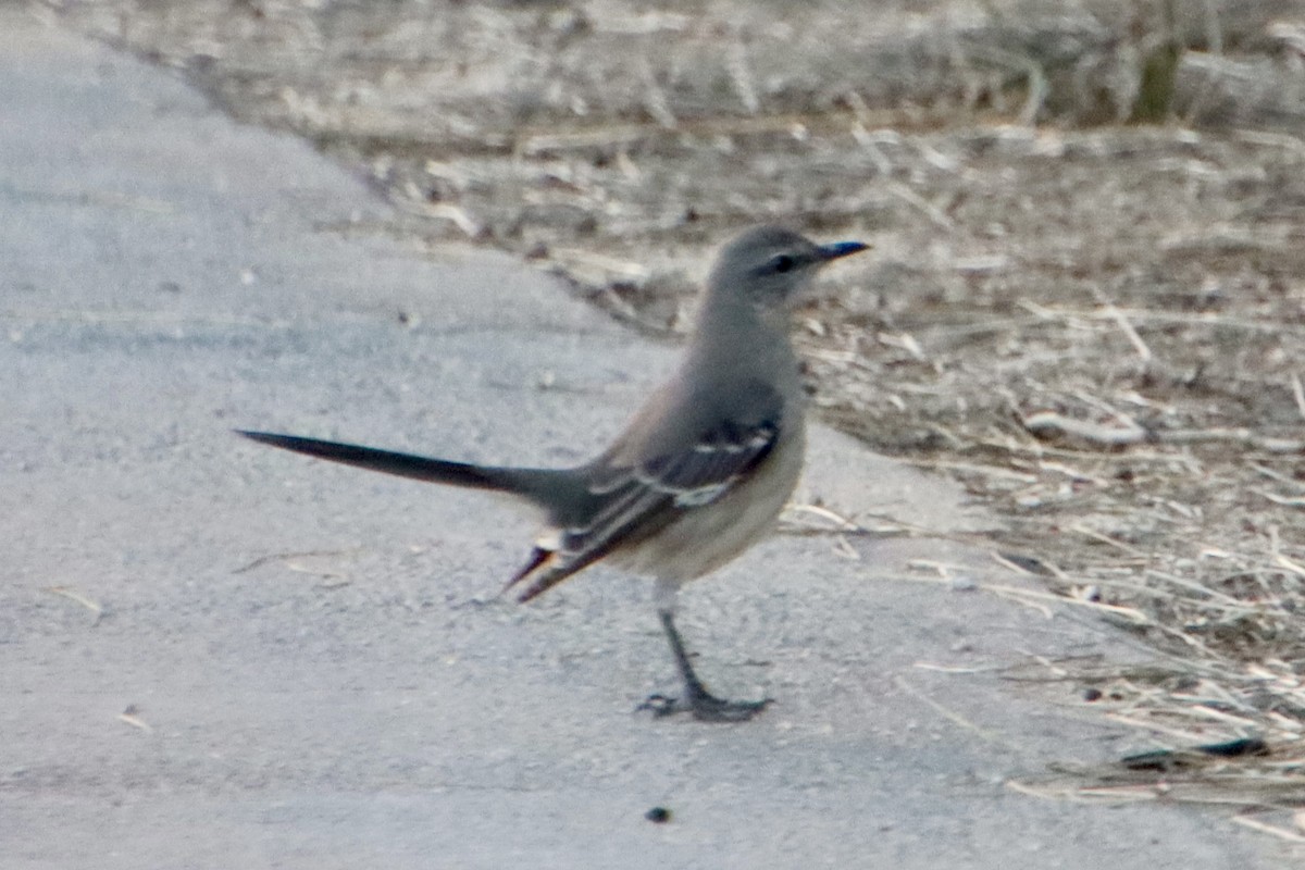 Gartenspottdrossel - ML646383395