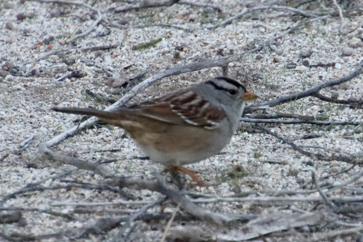 White-crowned Sparrow - ML646383401