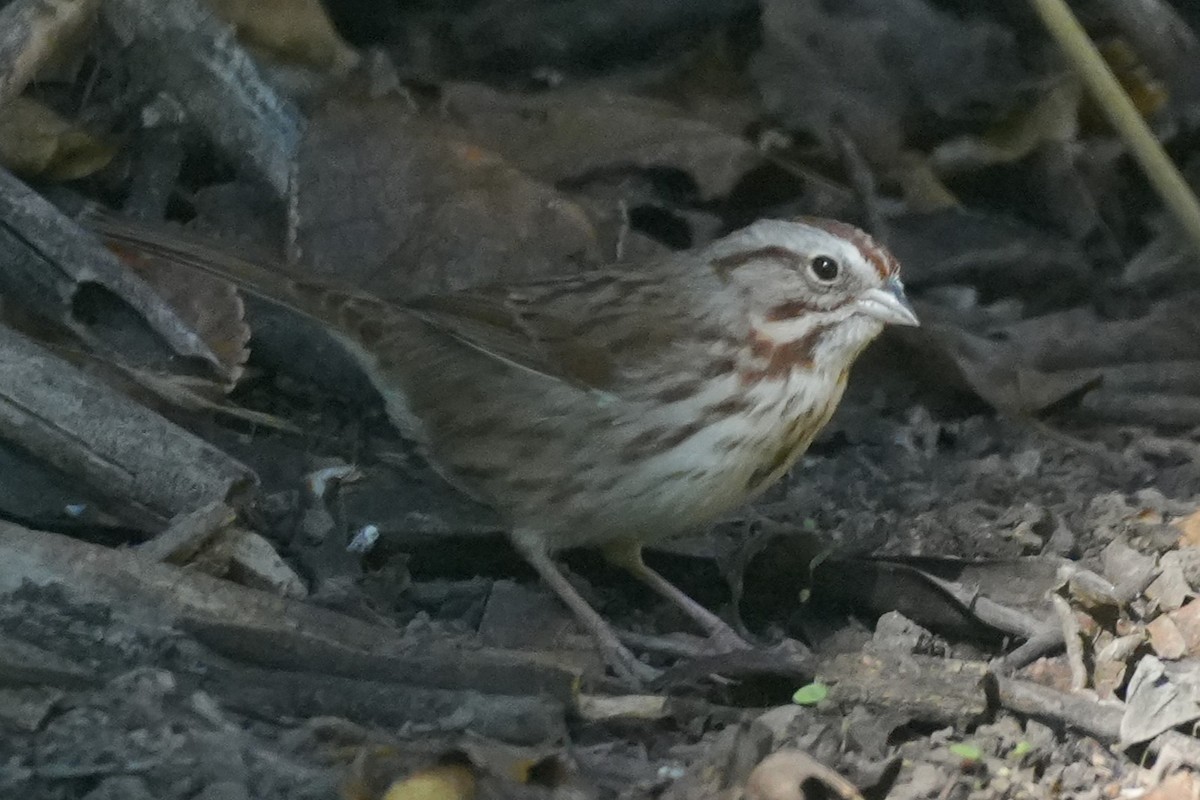 Song Sparrow - ML646383406