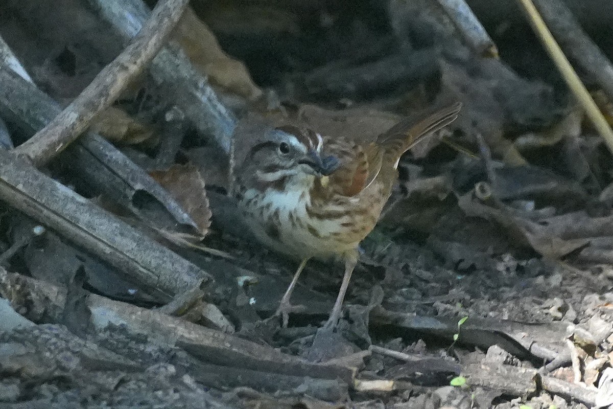 Song Sparrow - ML646383407