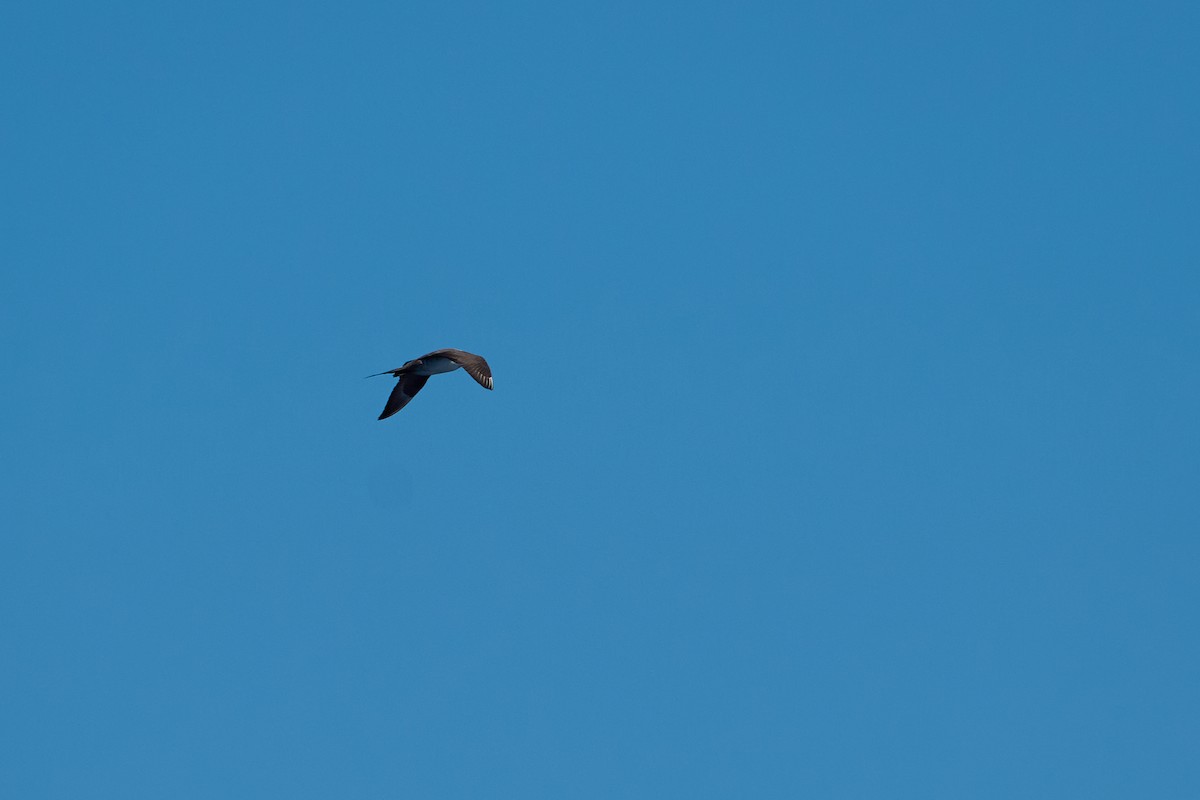 Parasitic Jaeger - ML646383411