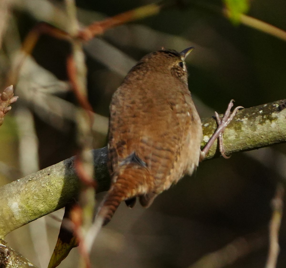 Northern House Wren - ML646383412