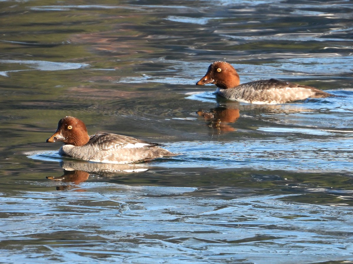 Murgilari urrebegia - ML646383414