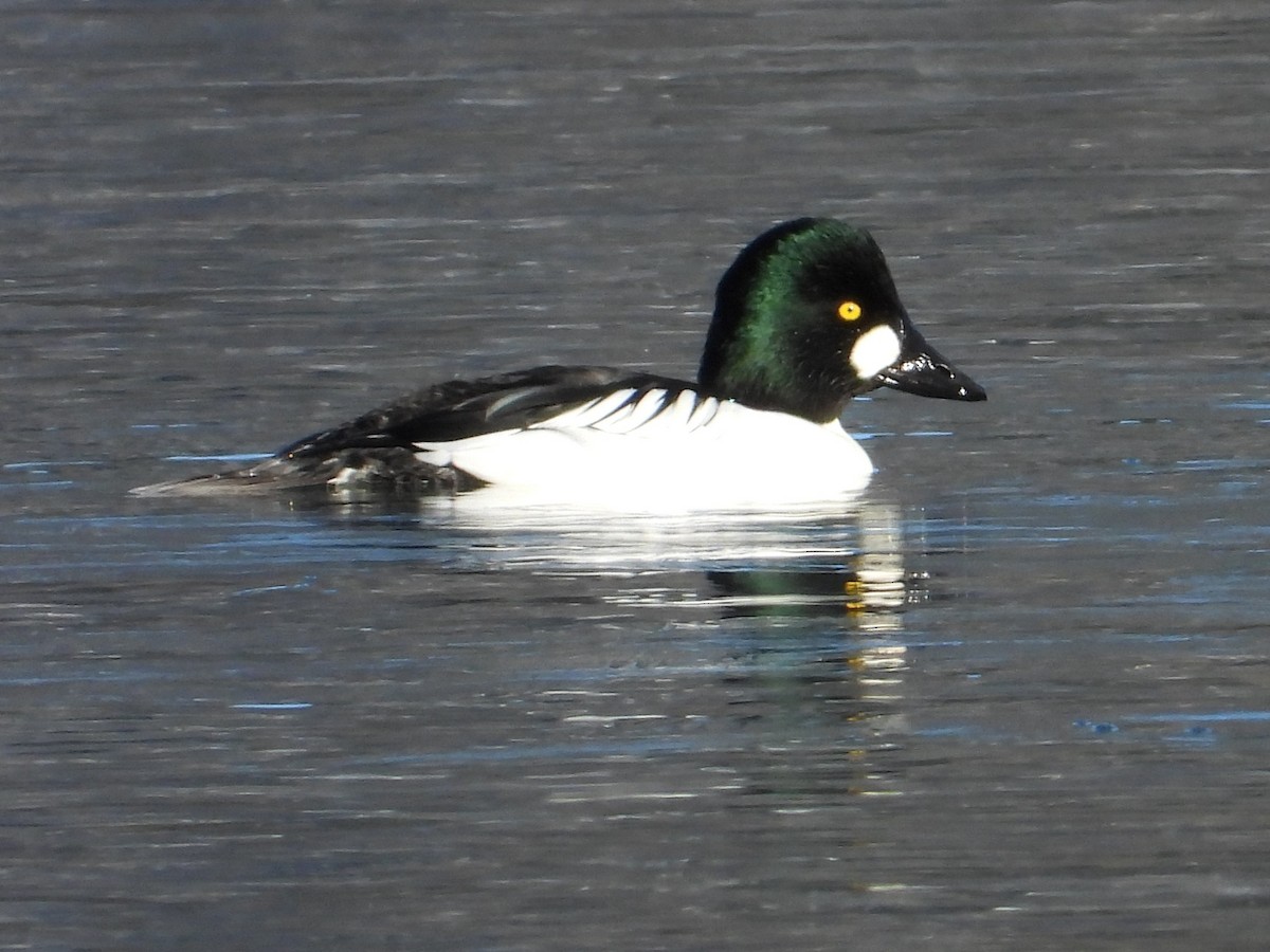 Murgilari urrebegia - ML646383417